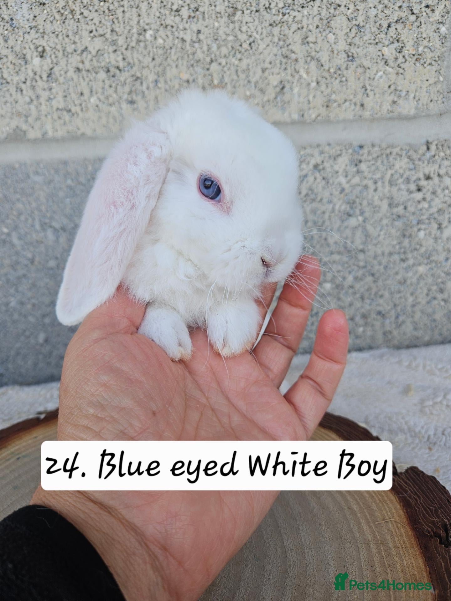 French Lop rabbits 🐻 Ad 2 PUREBRED MINI PLUSH LOPS 💕 - Advert 2