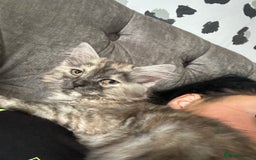 Mixed Breed cats for sale: Kitten for sale  - Image 6