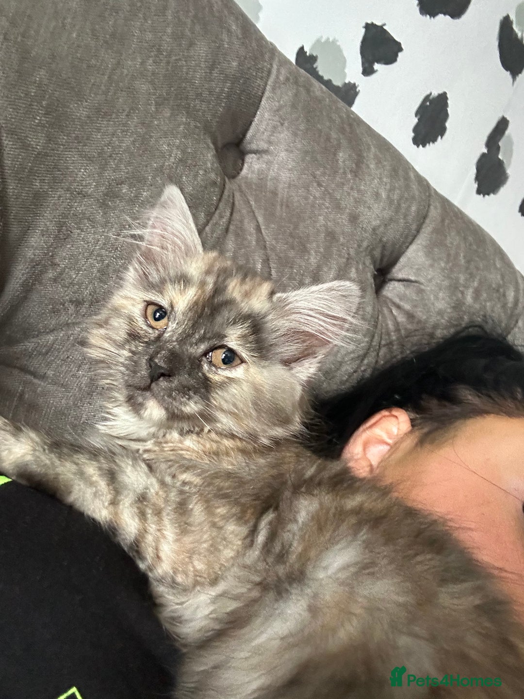 Mixed Breed cats for sale: Kitten for sale  - Image 6