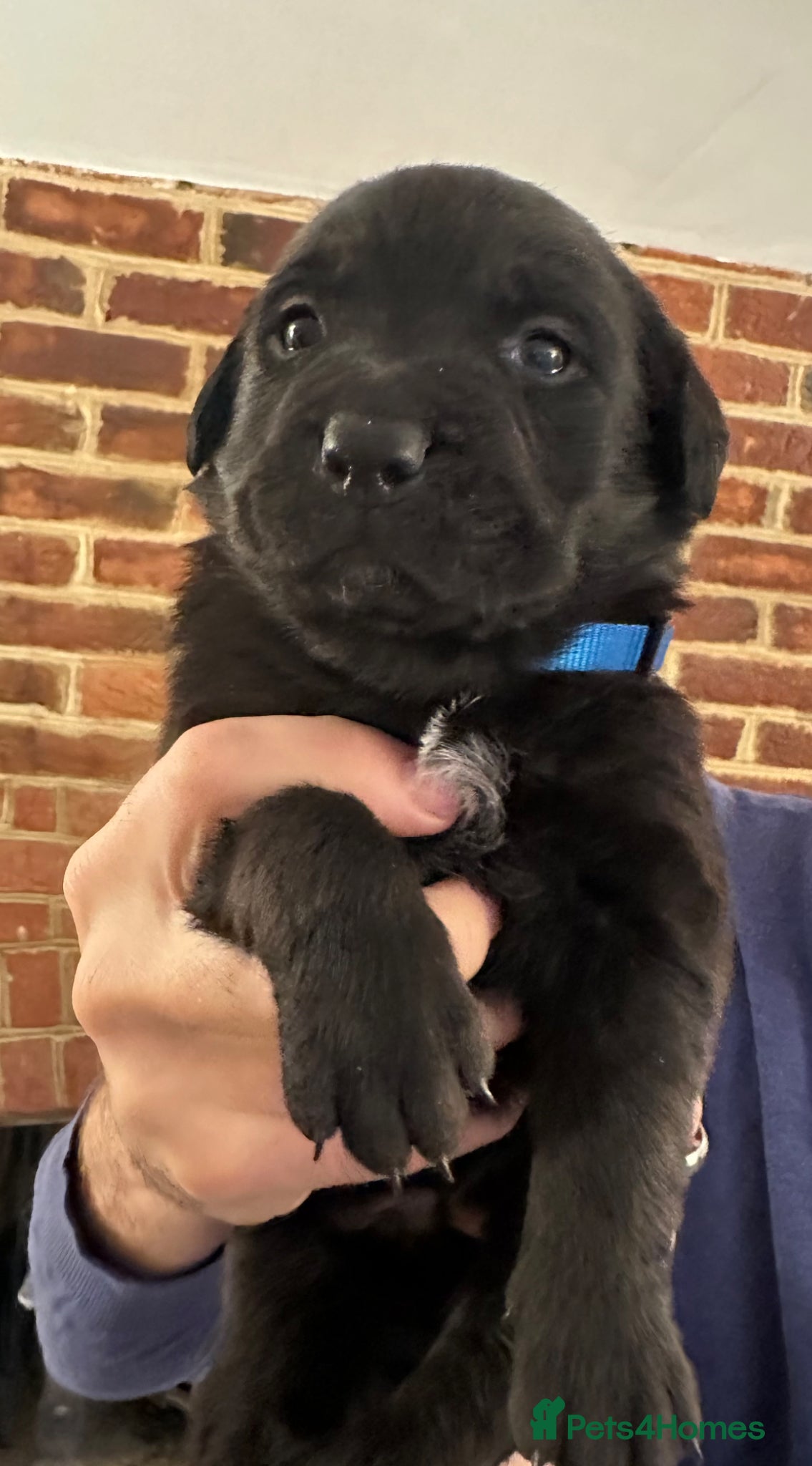 Mixed Breed dogs 3 Labrador X Rottweiler puppies for sale - Advert 1