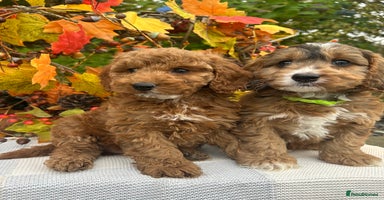 Cockapoo dogs - Advert 2