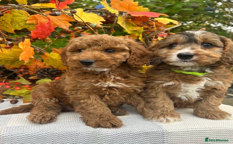 Cockapoo dogs - Advert 8