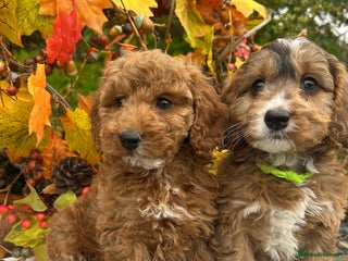 Cockapoo dogs - Advert 3
