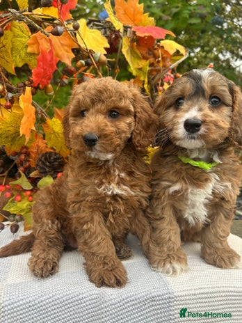 Cockapoo dogs - Advert 10