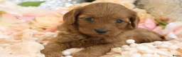 Cavapoo dogs for sale: *HEALTH TESTED* Cavapoo Puppies - Advert 16