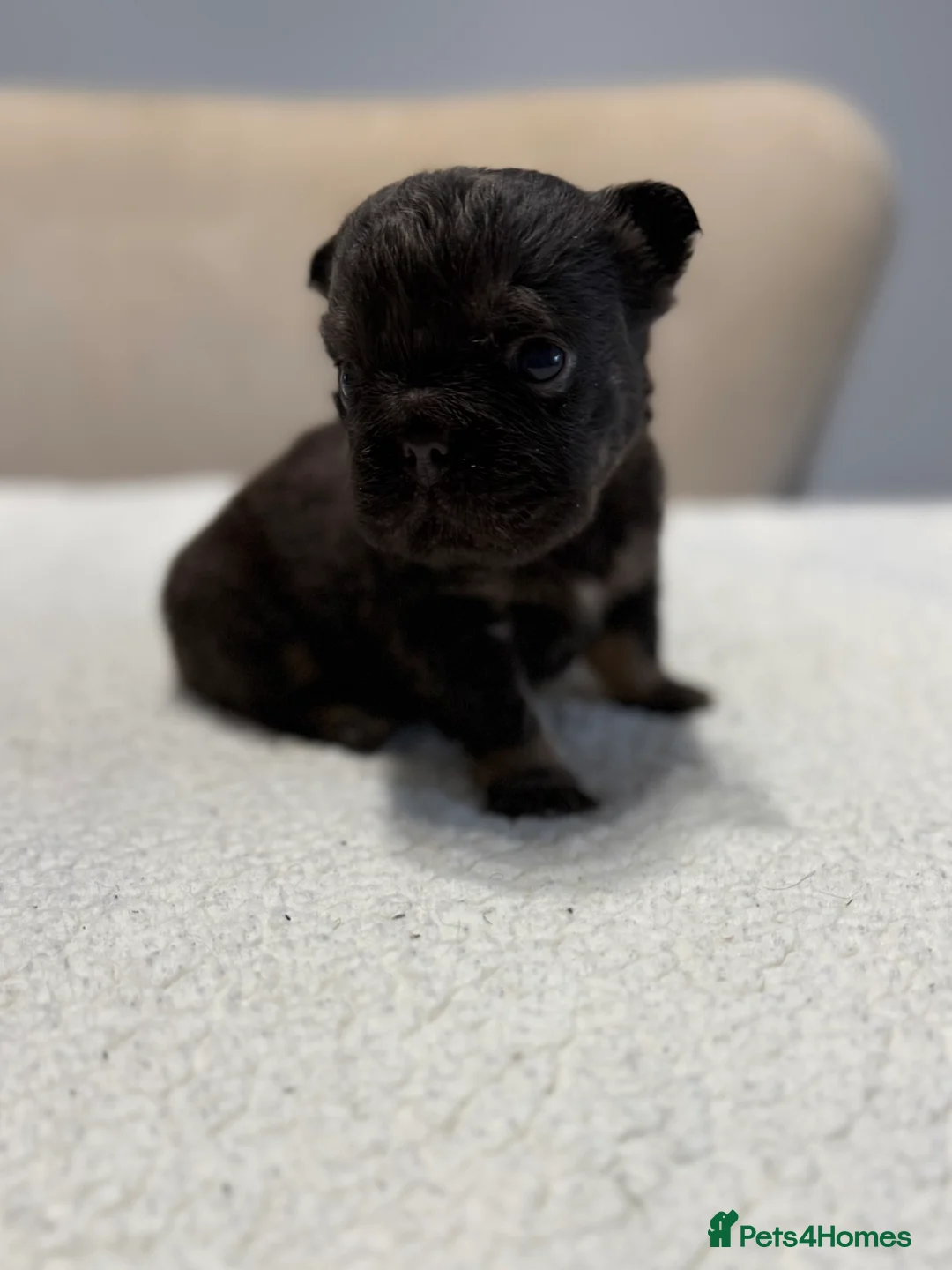 French Bulldog dogs for sale: Full fluffy French bulldogs  - Advert 14