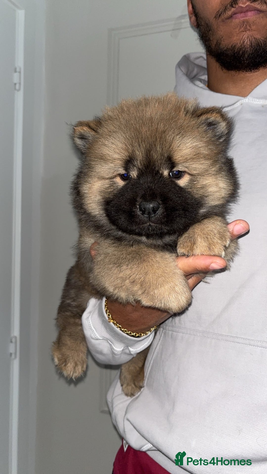 Chow Chow dogs for sale: 5 Gen Pedigree Chow Chow Puppies - Advert 12