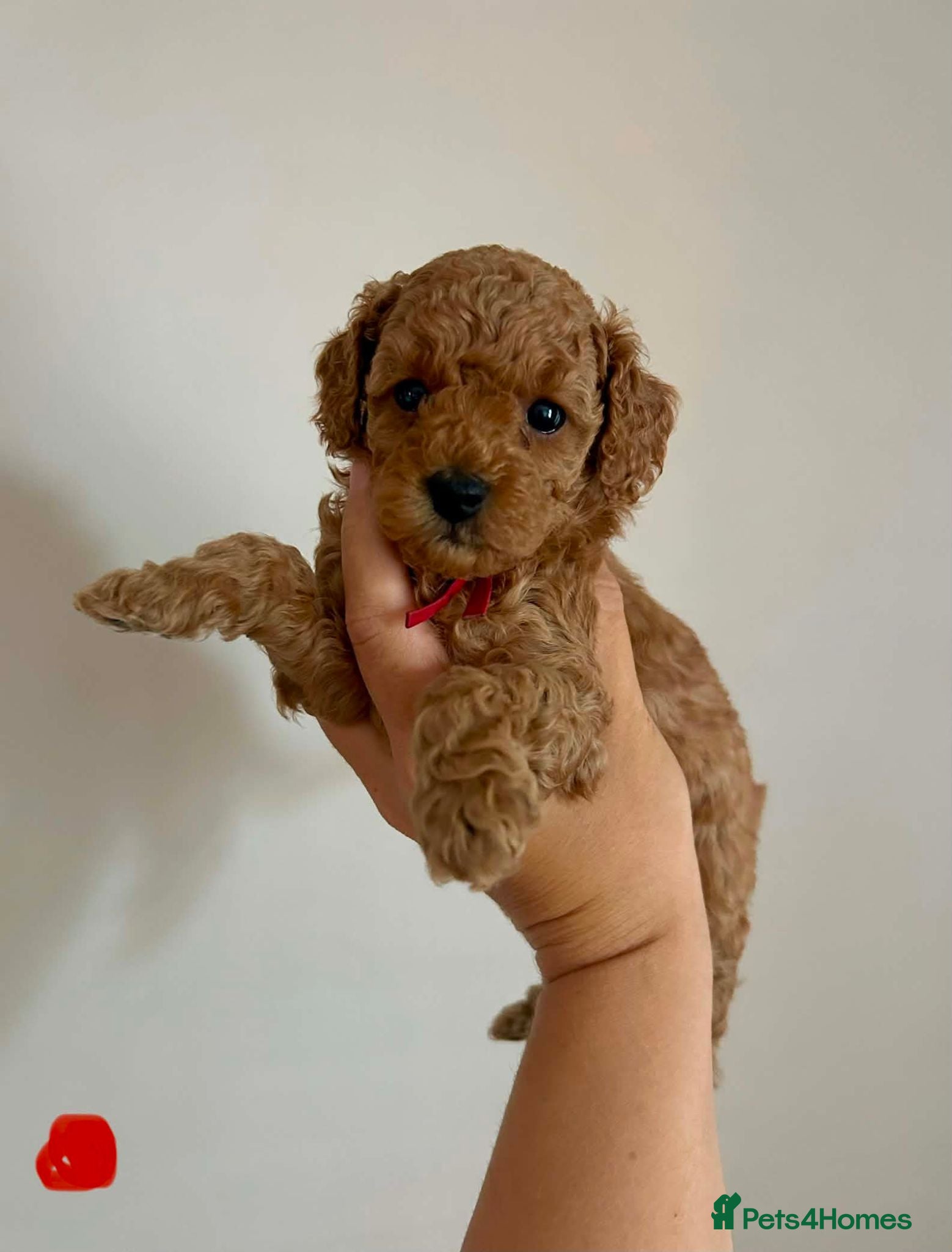 Miniature Poodle dogs Stunning Red Miniature Poodle Pups - Advert 1