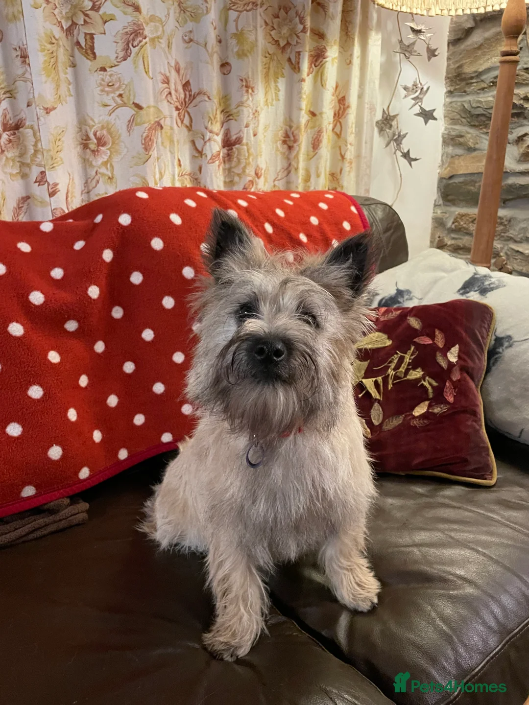 Cairn Terrier dogs for sale: Beautiful Cairn Terrier Bitch Puppy - Advert 1