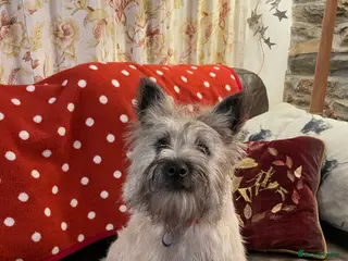 Cairn Terrier dogs Beautiful Cairn Terrier Bitch Puppy - Advert 1