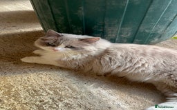 Ragdoll cats for sale: Adult female mink ragdolls  - Image 3