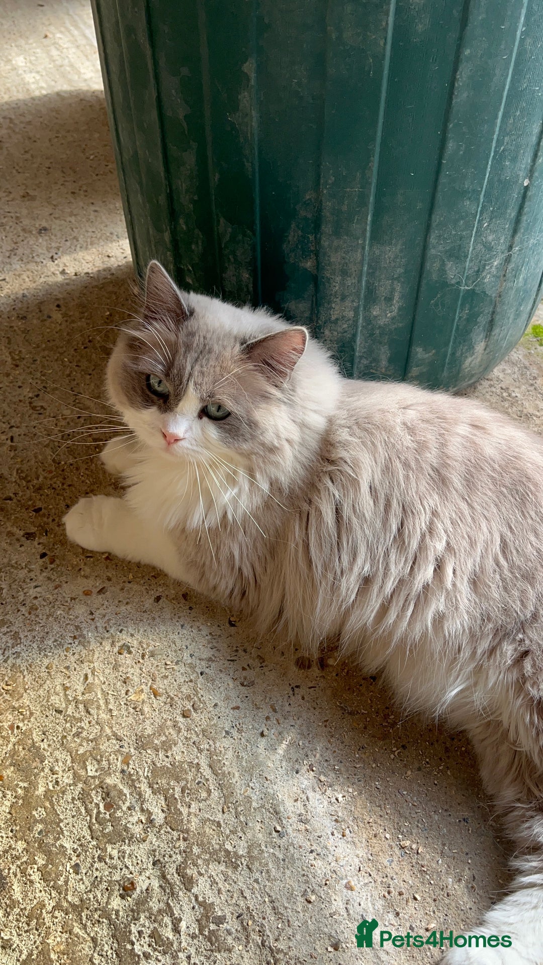 Ragdoll cats for sale: Adult female mink ragdolls  - Image 3