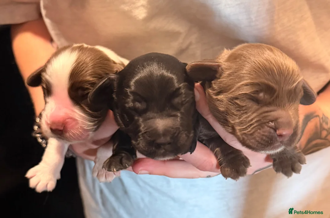 Cocker Spaniel dogs for sale: Cocker spaniel puppies  - Advert 1