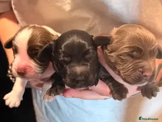 Cocker Spaniel dogs Cocker spaniel puppies - Advert 1