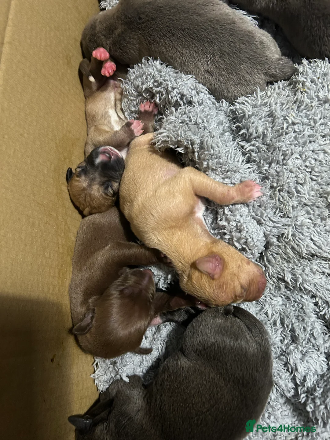 Mixed Breed dogs for sale: Bull Greyhounds (Lurchers) - Advert 4