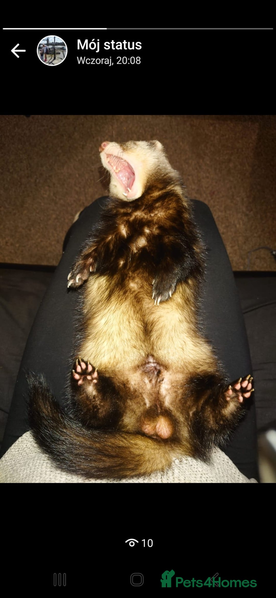 Ferret rodents for sale: 2 male ferrets looking for mew home - Advert 4