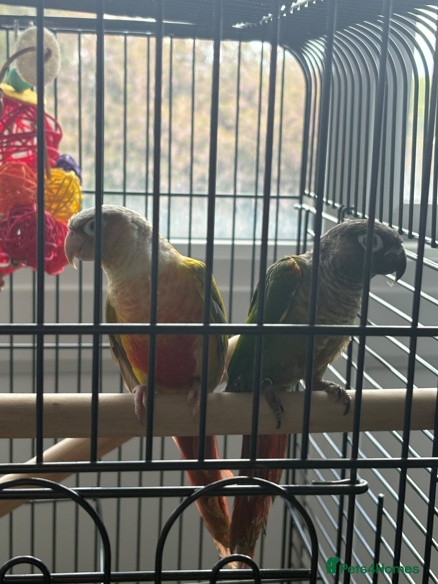 Conures birds for sale: pineapple and maroon bellied conures - Advert 1