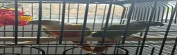 Conures birds for sale: pineapple and maroon bellied conures in Dronfield - Advert 1
