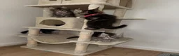 Maine Coon cats for sale: Pure Maincoon kittens in Birmingham - Advert 16