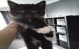 Savannah cats for sale: Regular house kittens  - Image 1