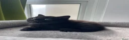 British Shorthair cats for sale: Beautiful British Kittens 🍂 - Advert 23