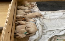 Golden Retriever dogs for sale: Golden Retriever Puppies for Sale - Image 1