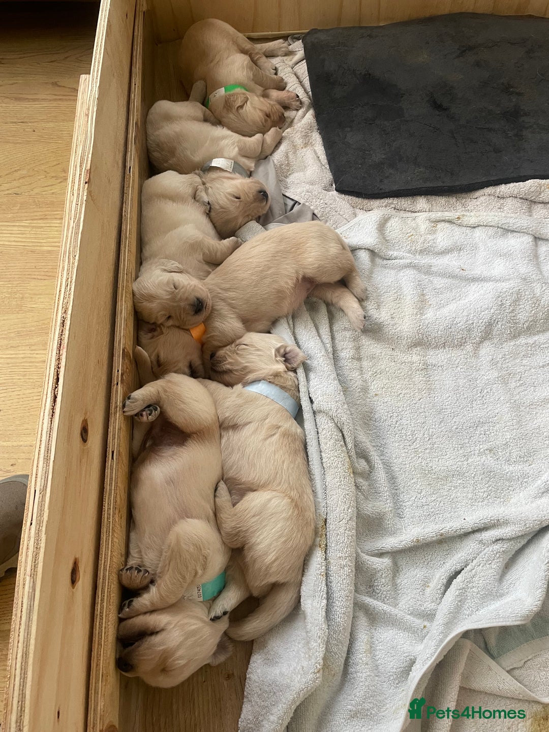 Golden Retriever dogs for sale: Golden Retriever Puppies for Sale - Image 1