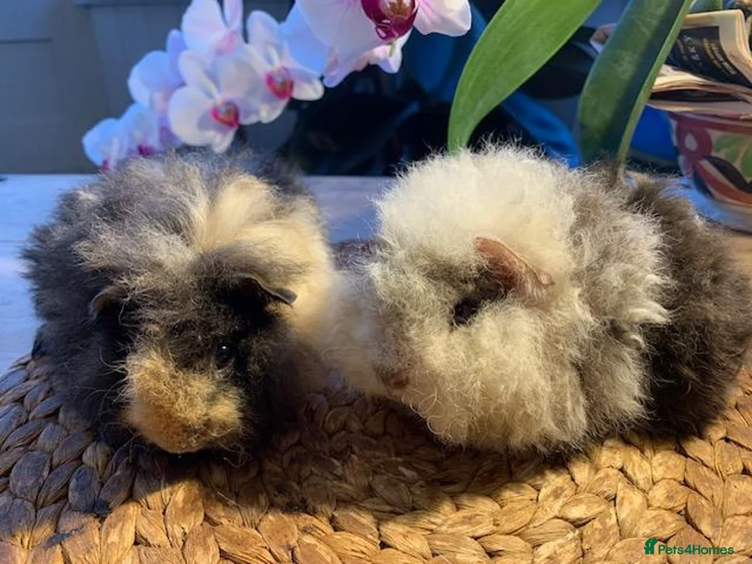Guinea Pig rodents for sale: BEAUTIFUL BABY TEXELS - Advert 5