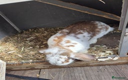 French Lop rabbits for sale: GENTLE GIANTS URGENTLY NEED NEW HOMES - Image 4