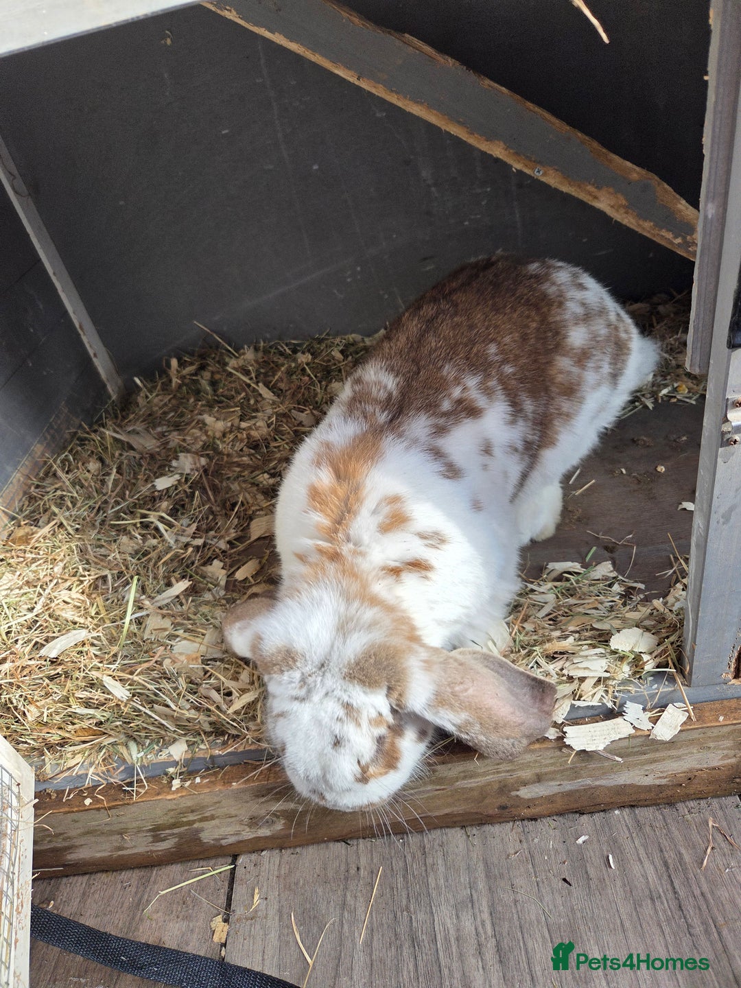 French Lop rabbits for sale: GENTLE GIANTS URGENTLY NEED NEW HOMES - Image 4