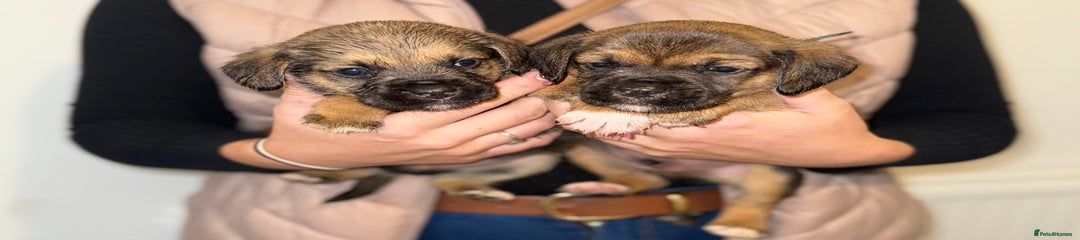 Mixed Breed Puppy 3