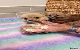 Mixed Breed dogs for sale: Corgi-Inus 💙 Just 1 BOY LEFT - Image 13