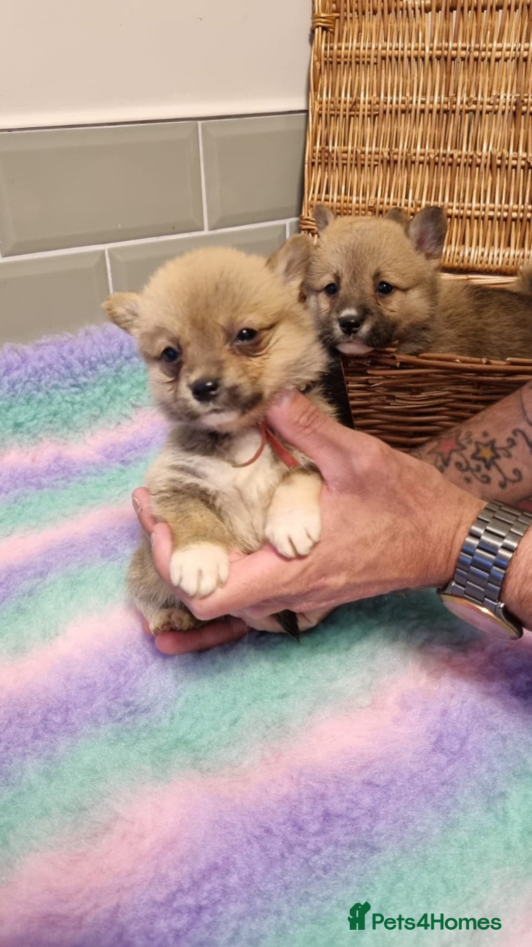 Mixed Breed dogs for sale: Corgi-Inus 💙 Just 1 BOY LEFT - Image 13