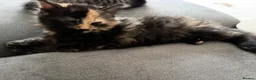 Mixed Breed cats for sale: Fluffy Cuddly Kittens  in Daventry - Advert 9