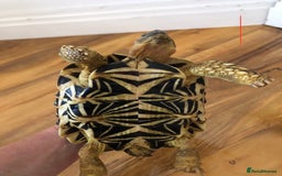 Tortoise reptiles for sale: Indian Star Tortoises - Image 3