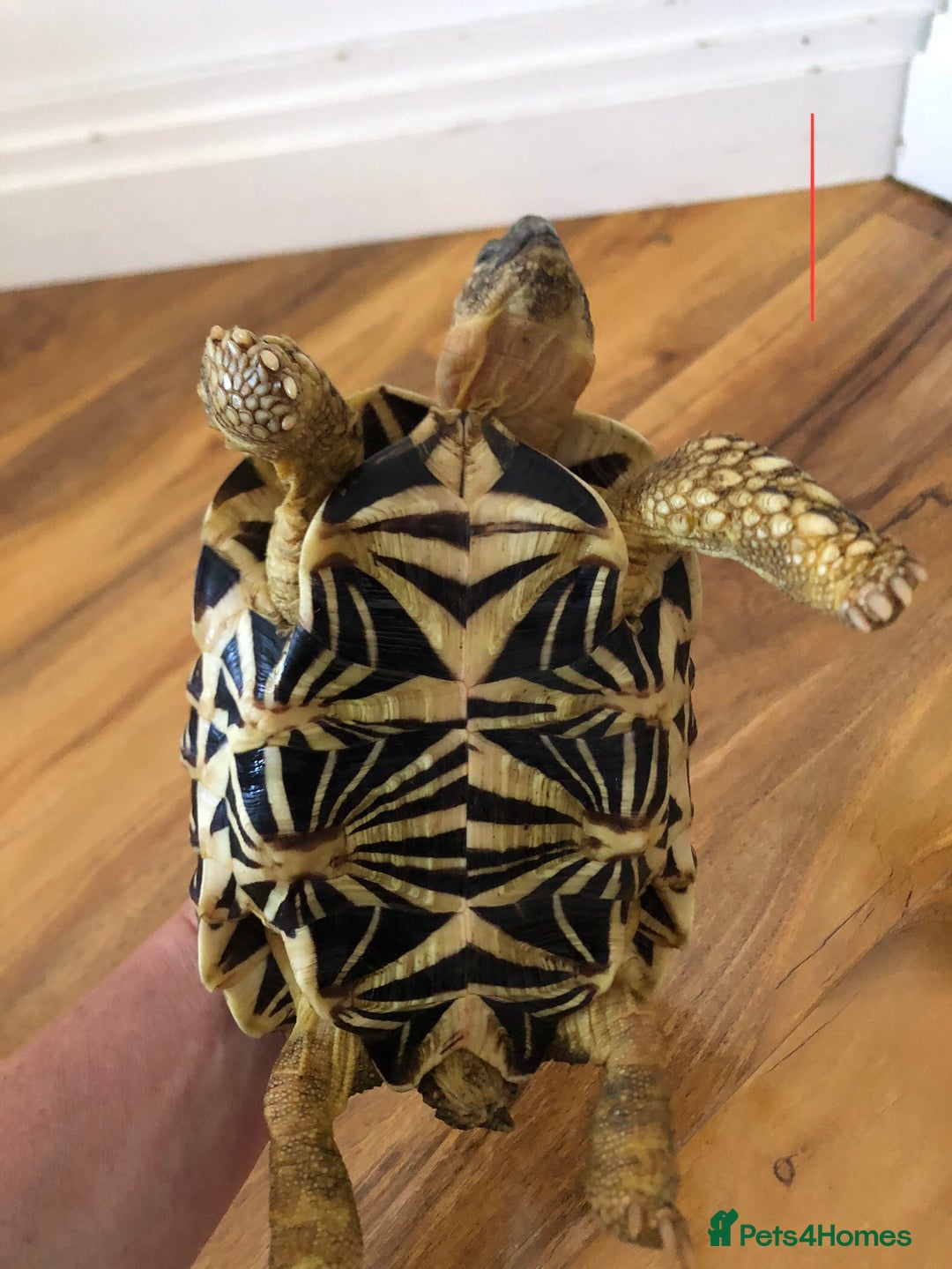 Tortoise reptiles for sale: Indian Star Tortoises - Image 3