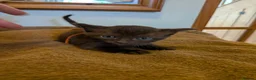 Mixed Breed cats for sale: Burmese Cross kittens - Advert 7