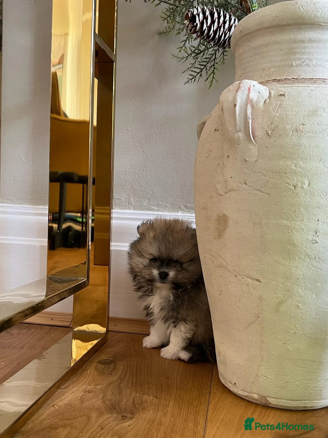 Pomeranian dogs for sale: READY NOW Rare Rich Orange Tiny Teddy Bear KC Pom - Advert 40