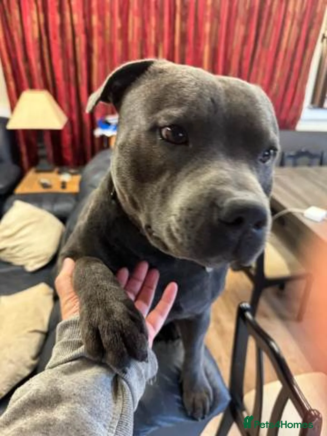 Staffordshire Bull Terrier dogs for sale: Stunning 100% Outstanding Staffy Puppies  - Advert 24