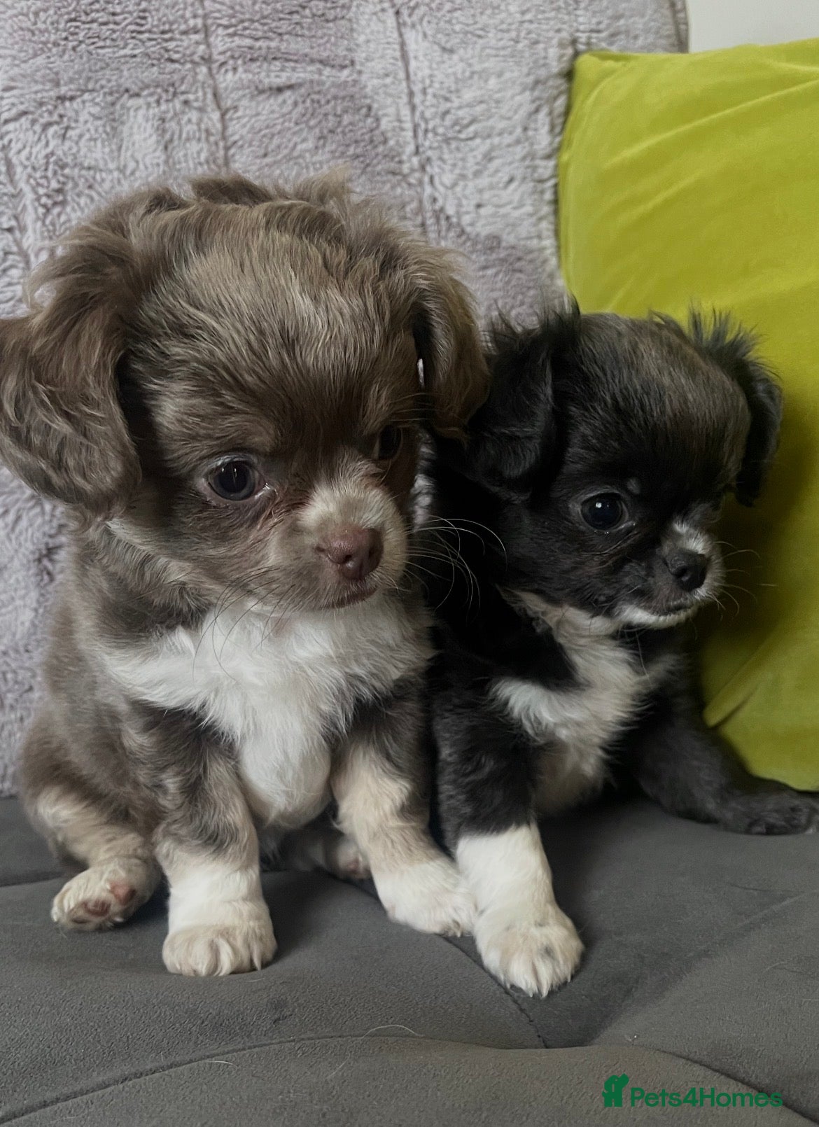 Chihuahua dogs KC LONG HAIRED CHIHUAHUAS BOYS - Advert 9