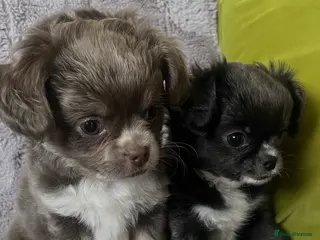 Chihuahua dogs READY NOW KC CHIHUAHUAS BOYS - Advert 1