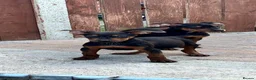 Chinese Red Dog dogs for sale: CHINESE RED DOG ** - Advert 6