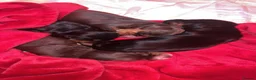 Cocker Spaniel dogs for sale: 🐶Stunning Cocker Spaniel pups🐶 in Kilmarnock - Advert 3