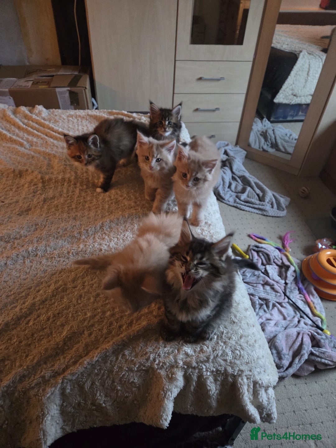 Maine Coon cats for sale: 2 Gorgeous Mane Coon Kittens  - Image 13