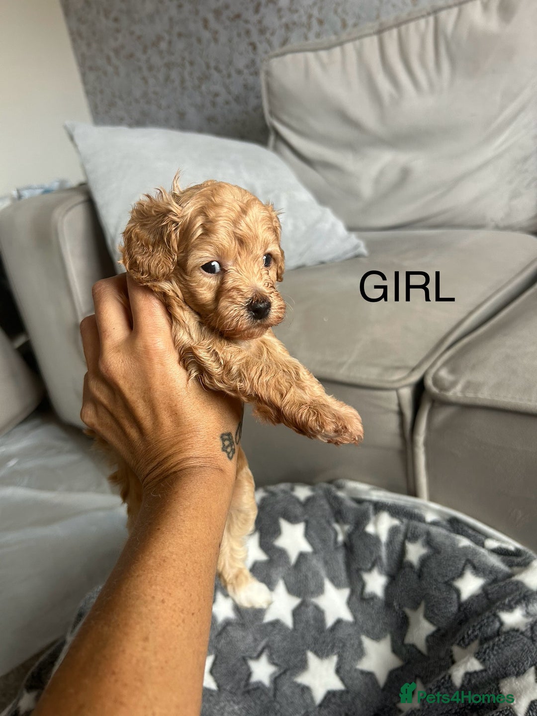 Cockapoo dogs for sale: Beautiful litter of tiny chunky Cockapoo puppies  - Image 16