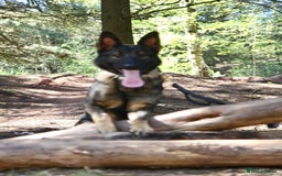 German Shepherd dogs for sale: Stunning Female German Shepherd  - Image 4