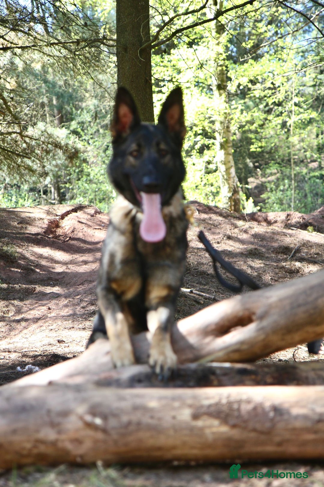 German Shepherd dogs for sale: Stunning Female German Shepherd  - Image 4