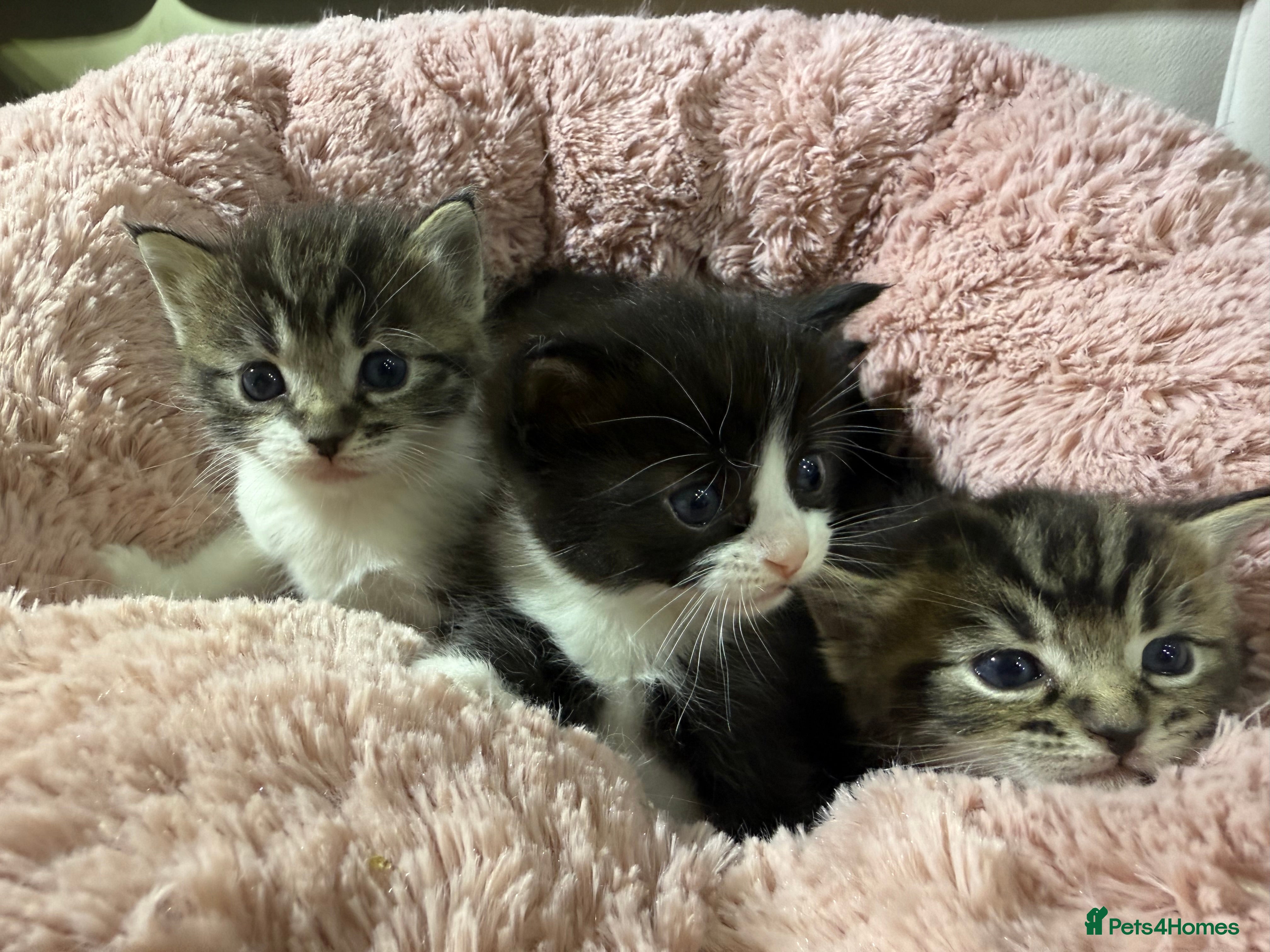 Mixed Breed cats Beautiful Ragdoll mixed kittens for Sale  - Advert 6