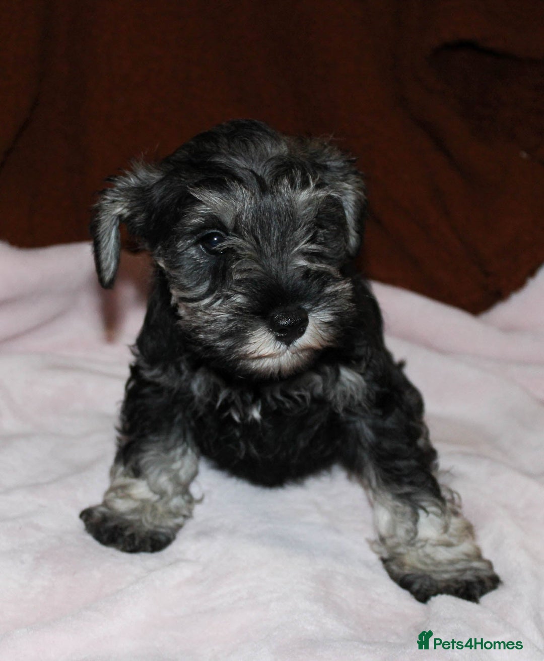 Miniature Schnauzer dogs for sale: Charming Mini Schnauzers with KC registration - Advert 5