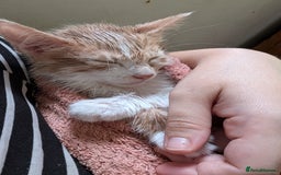Mixed Breed cats for sale: Rare colouring ~ Available Now  - Image 4